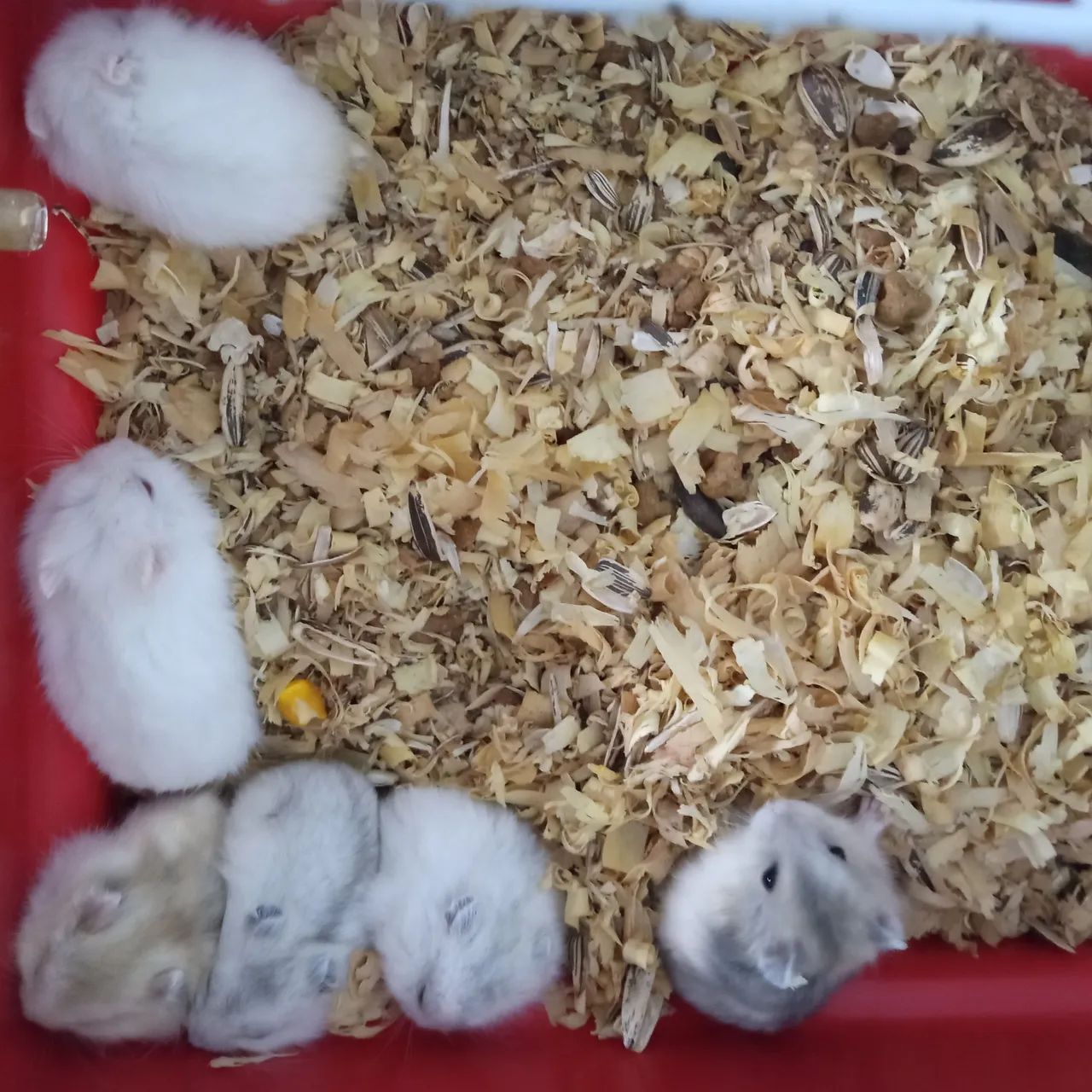 Bebês hamsters fofinhos - Foto 3