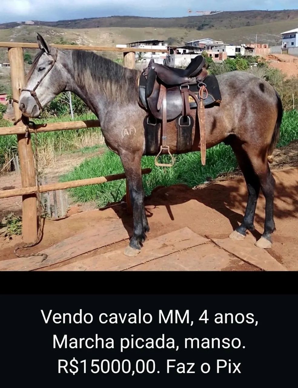 Cavalo MM marcha picada - Animais para agropecuária - Novo Horizonte, João  Monlevade 1462973931 | OLX