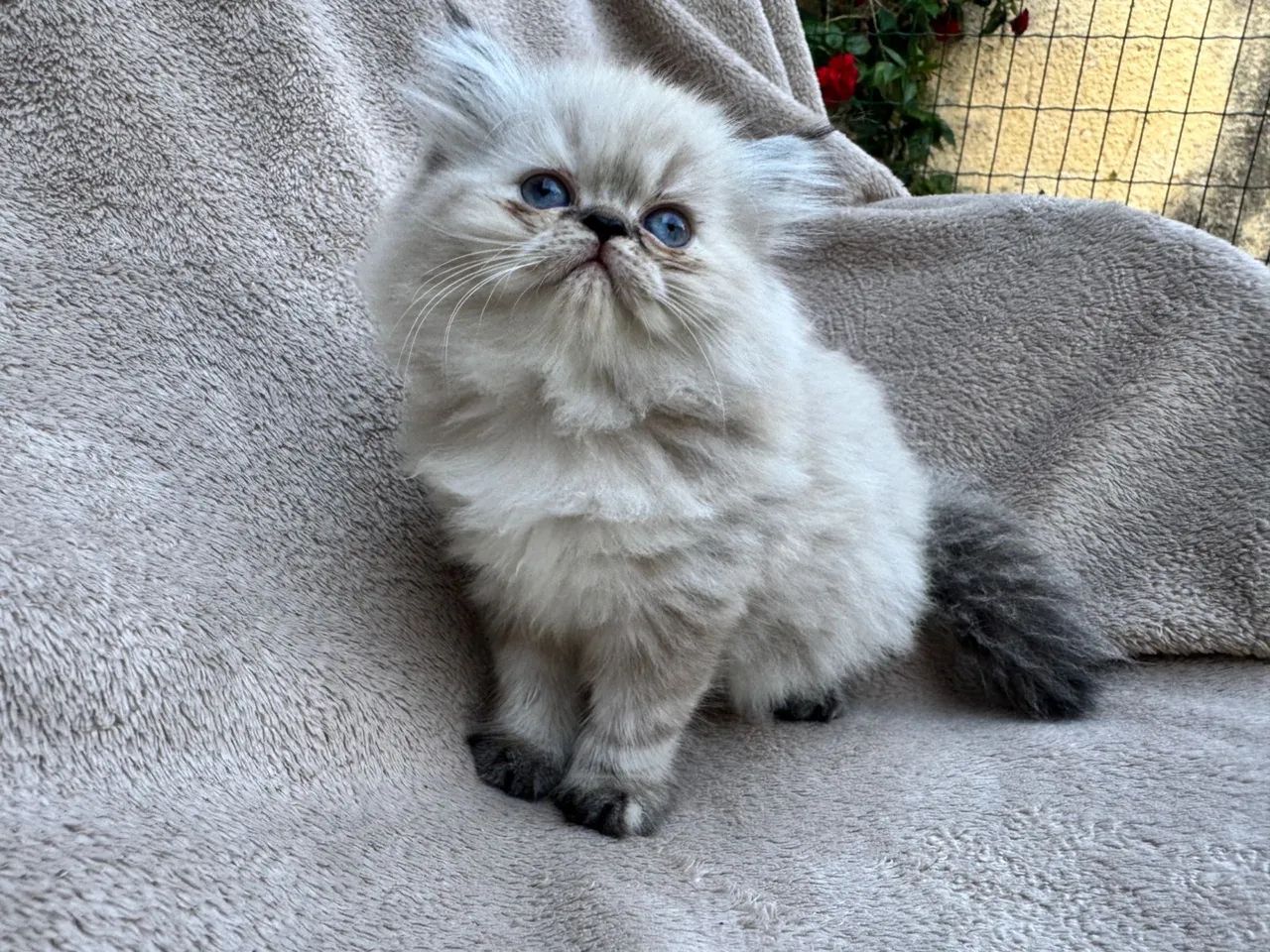 Vendo filhotes de Himalaias  - Foto 2