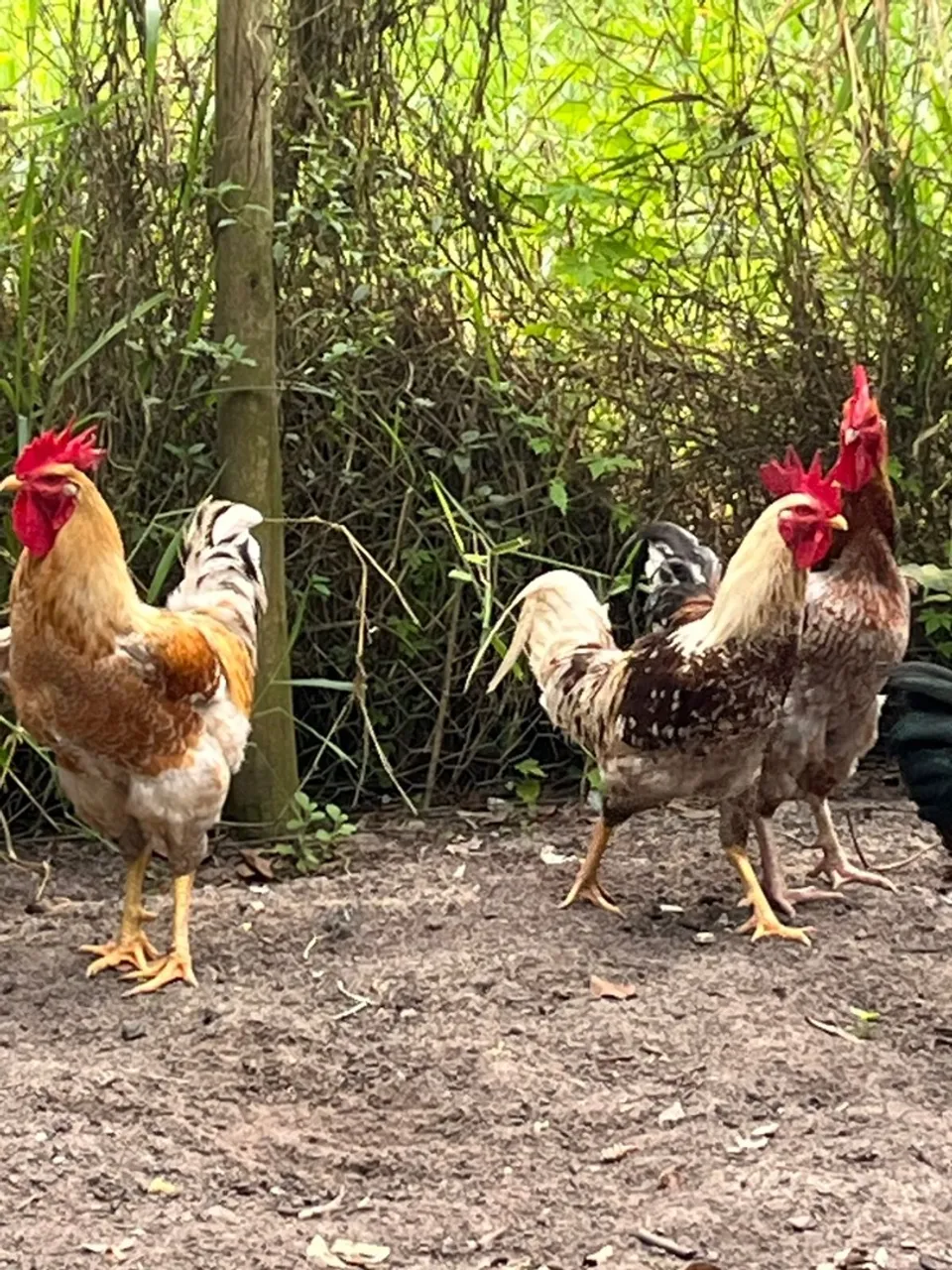 Galos e Galinhas - Animais de Quintal