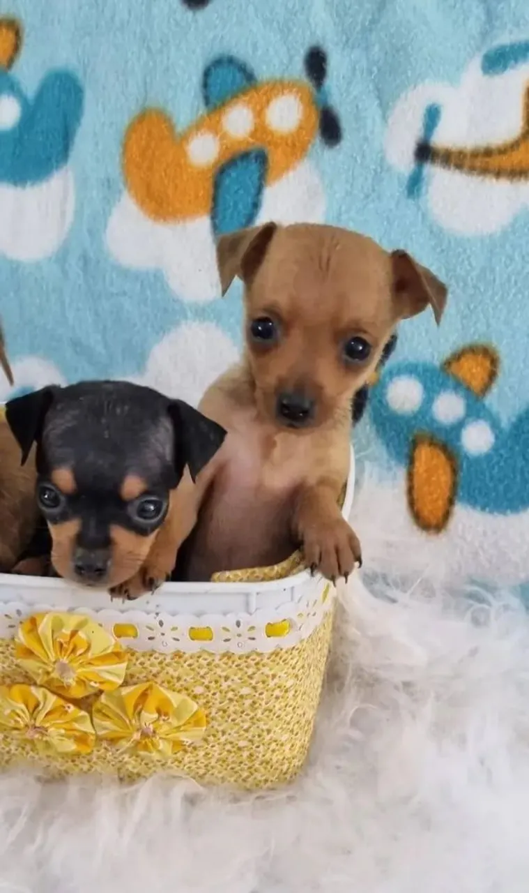 Pinscher fêmea disponível