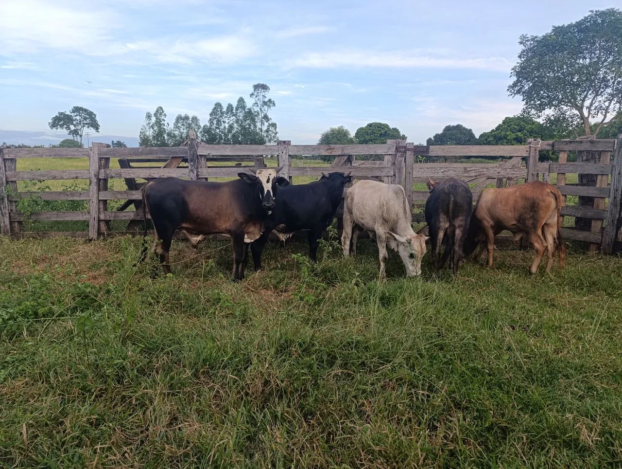 Garrote 22 meses  - Foto 6