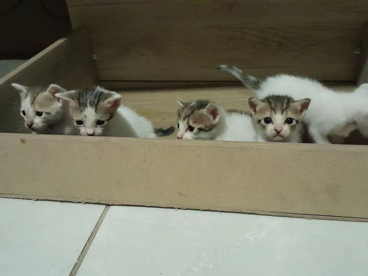 Gatinhos fofinhos para adoção - Foto 3