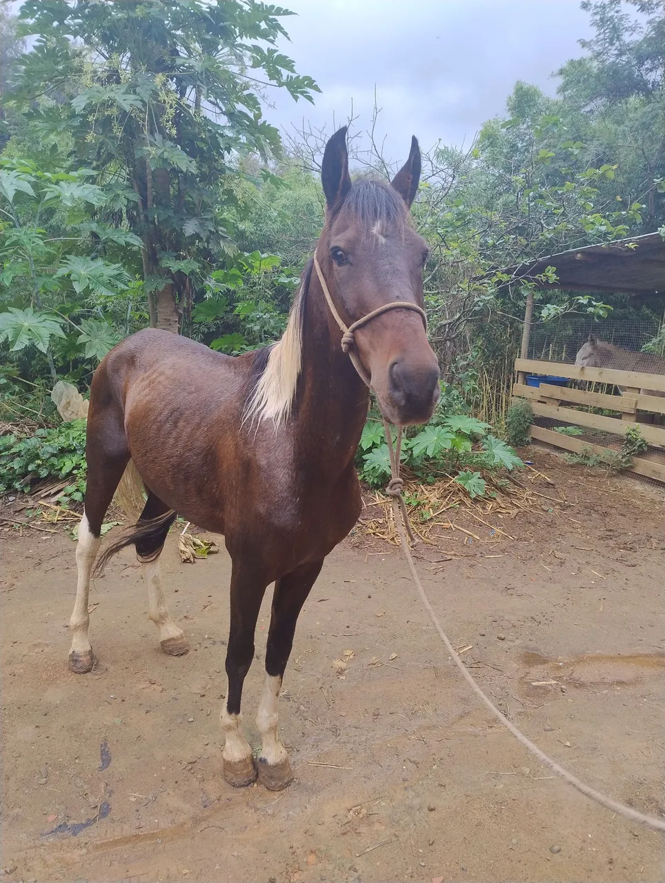 Cavalo para agropecuária