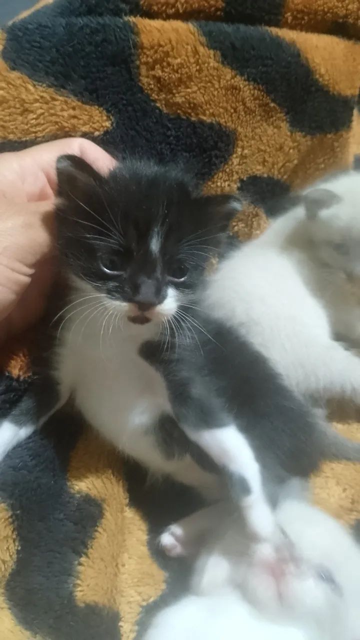 Doa - se Filhotes de Gato - Foto 3