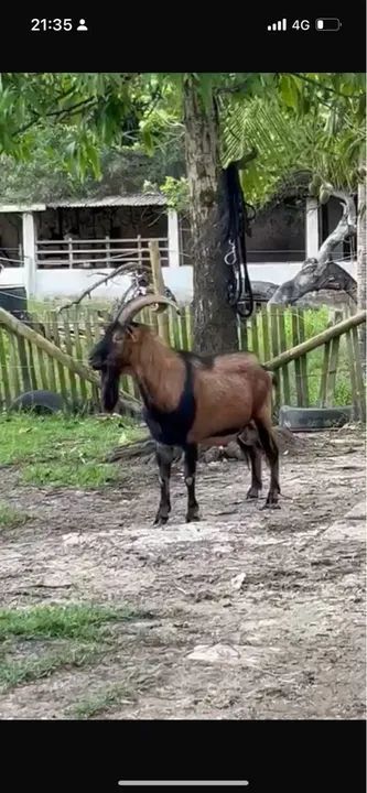 Venda Reprodutor Pardo Alpino ( Cabra Bode Leiteiro) - Foto 3