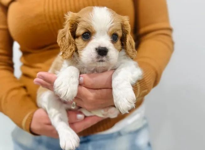 Filhote Cavalier King Charles Spaniel macho com pedigree e microchip