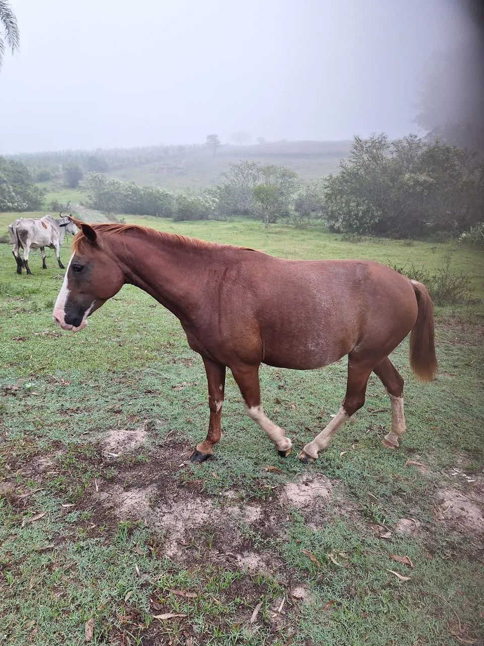 Égua nova bonita.  - Foto 5