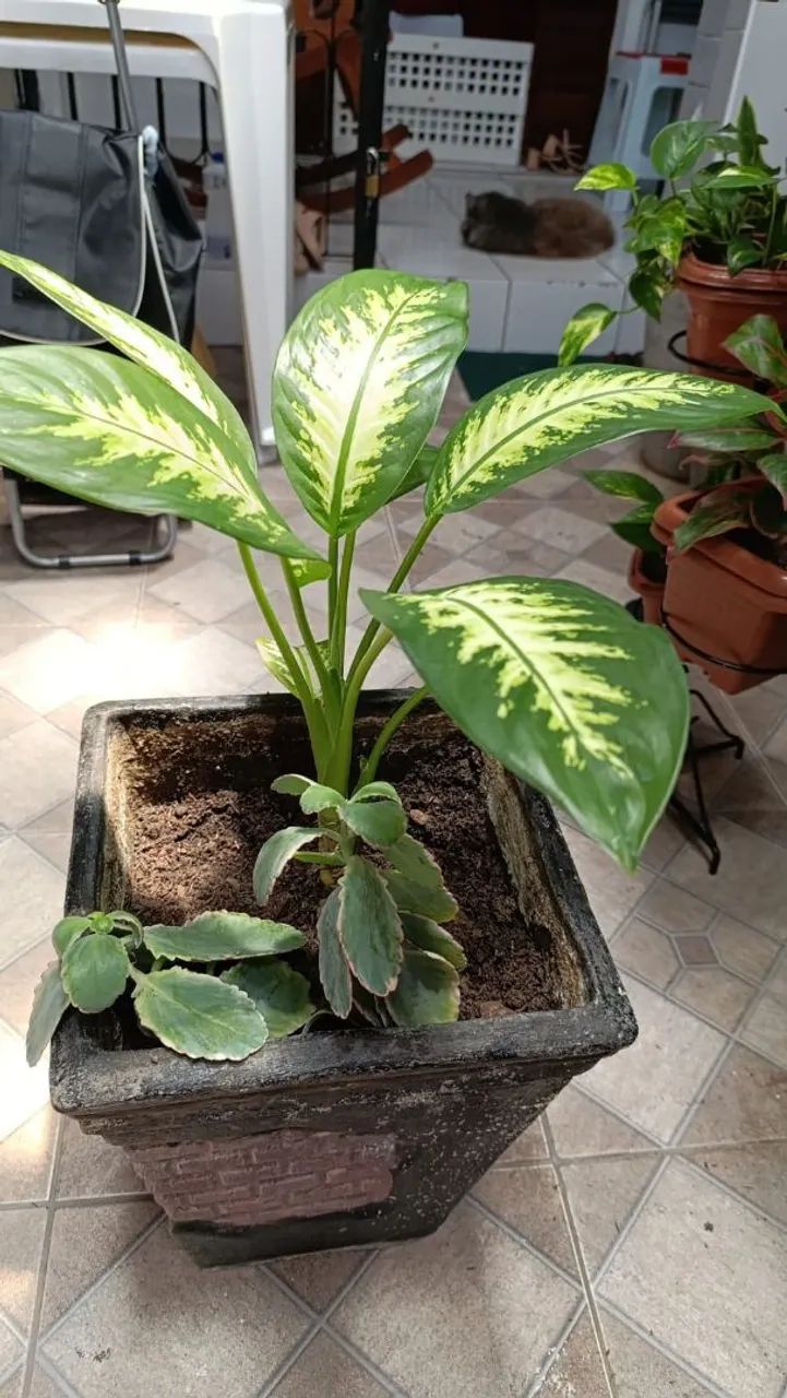 Vendo Planta com Jarro - Comigo-ninguém-pode