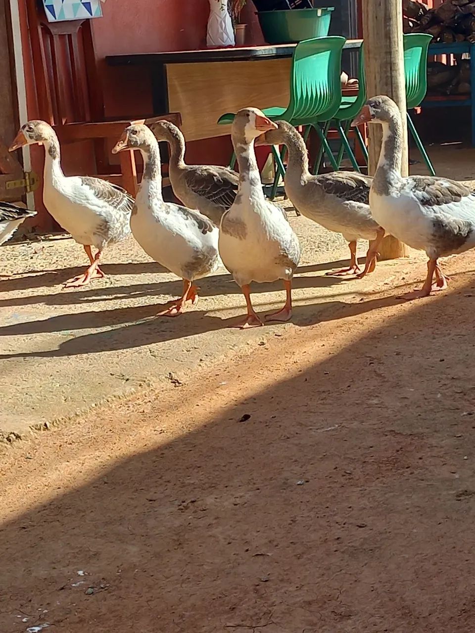 Gansos 8 meses de idade  - Foto 4