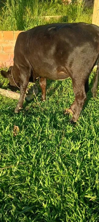 Terneira 10 meses  - Foto 4