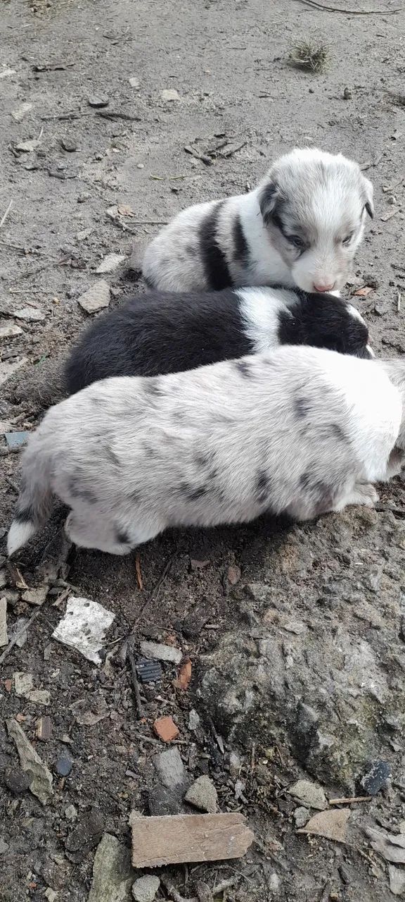 Filhote de border Collie merle - Foto 6