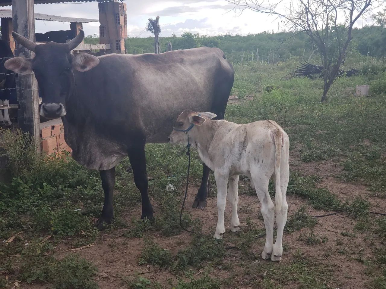 Vaca e bezerra para venda - Foto 4