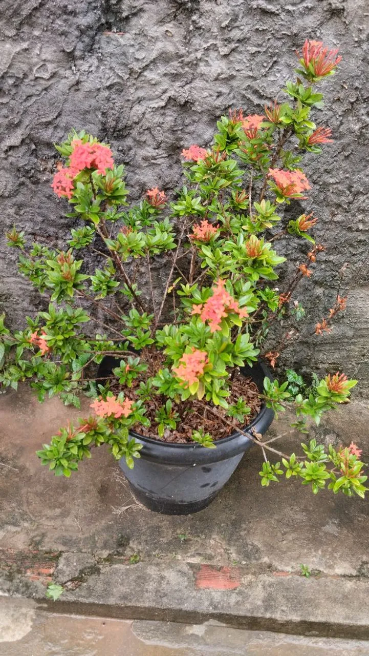 PLANTA IXORA-CHINESA COR VERMELHA GRANDE