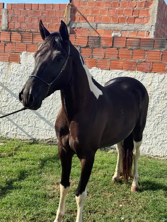 Pampa de Preto  - Foto 3