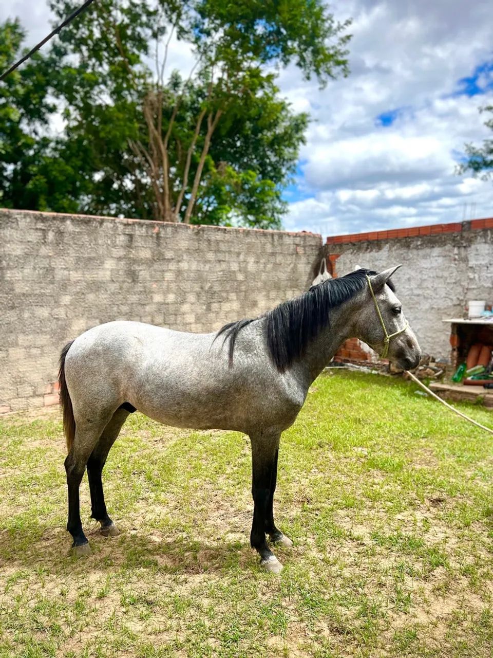 Potro 2 anos e meio. Manso e ativo.  - Foto 3