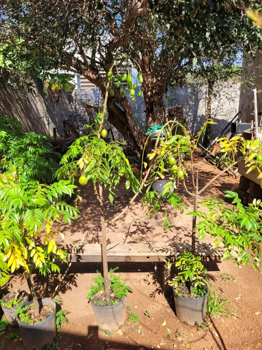 Mudas de cajamanga produzindo