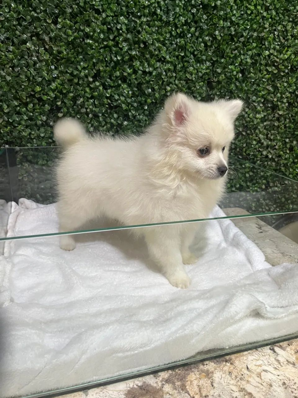 Spitz alemão Lulu da Pomerania - Foto 6