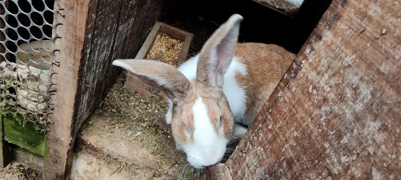 Coelhos gigantes  - Foto 5