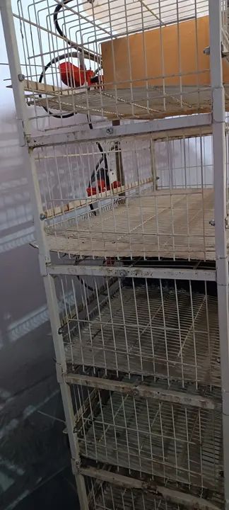 Bateria de gaiolas para codornas  - Foto 4