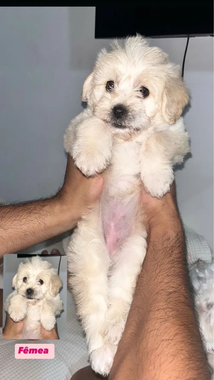 Maltês com poodle  - Foto 2