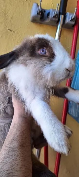 Coelha mistura lion  - Foto 2