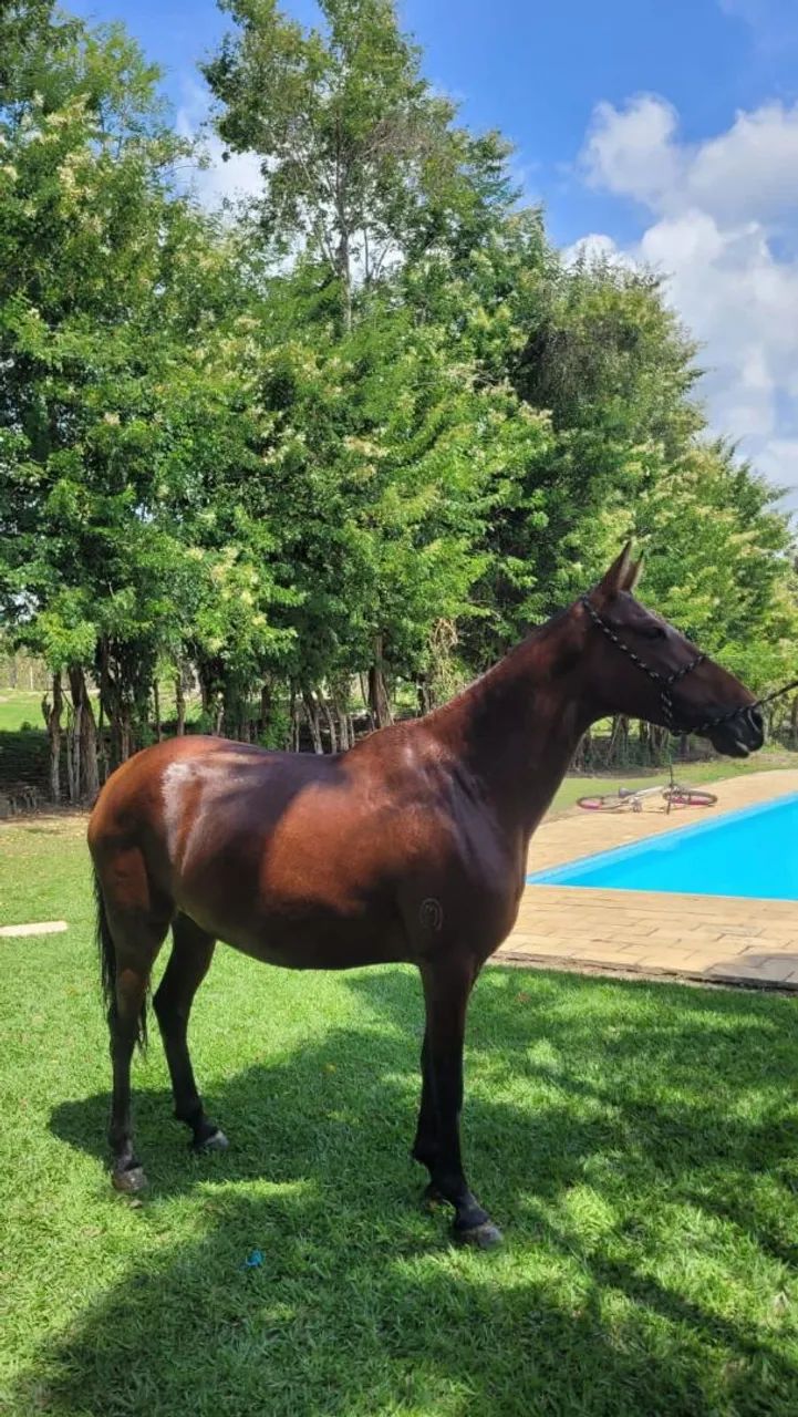 Égua Mangalarga Marchador - Foto 3