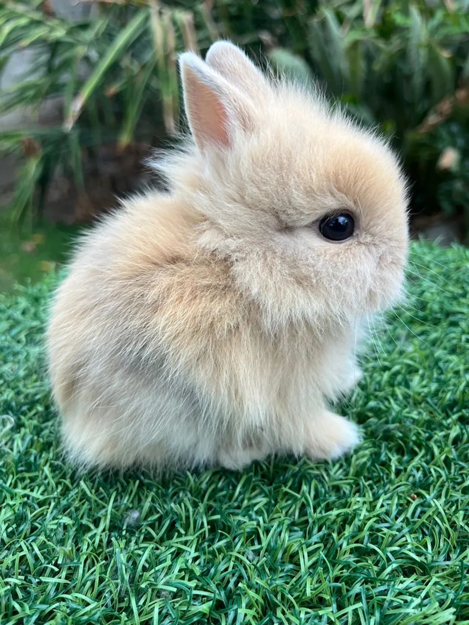 LION HEAD - FILHOTE - Foto 2