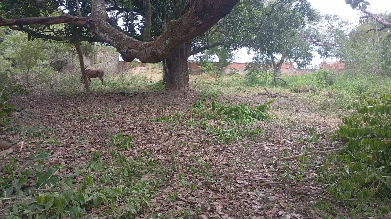 Serviço de jardinagem e limpeza de terrenos   - Foto 2