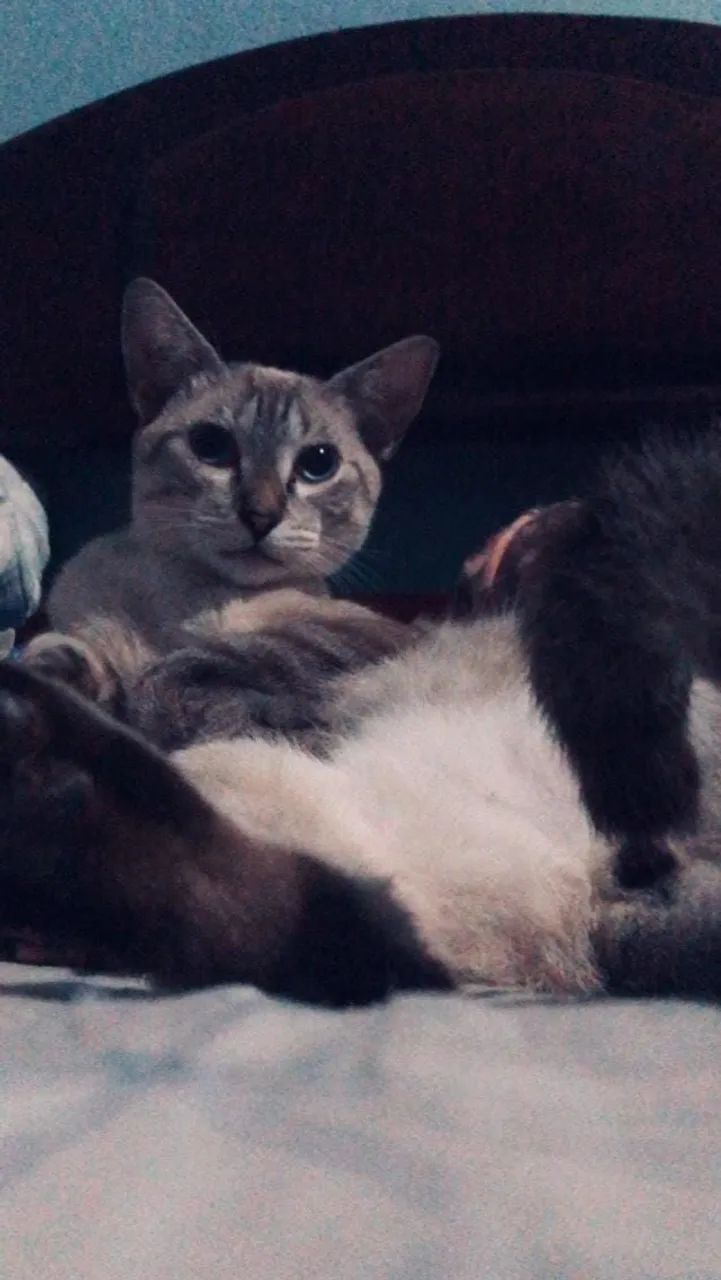 Doação de gatinhos  - Foto 4