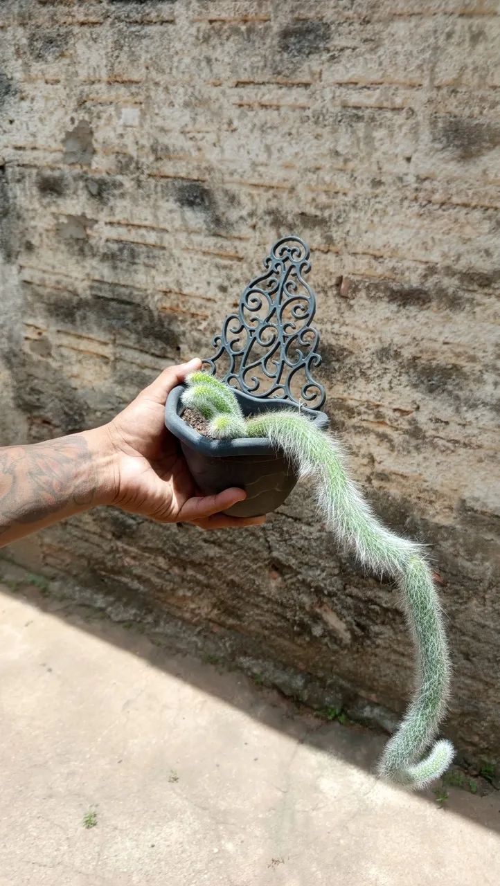 Cacto rabo de macaco