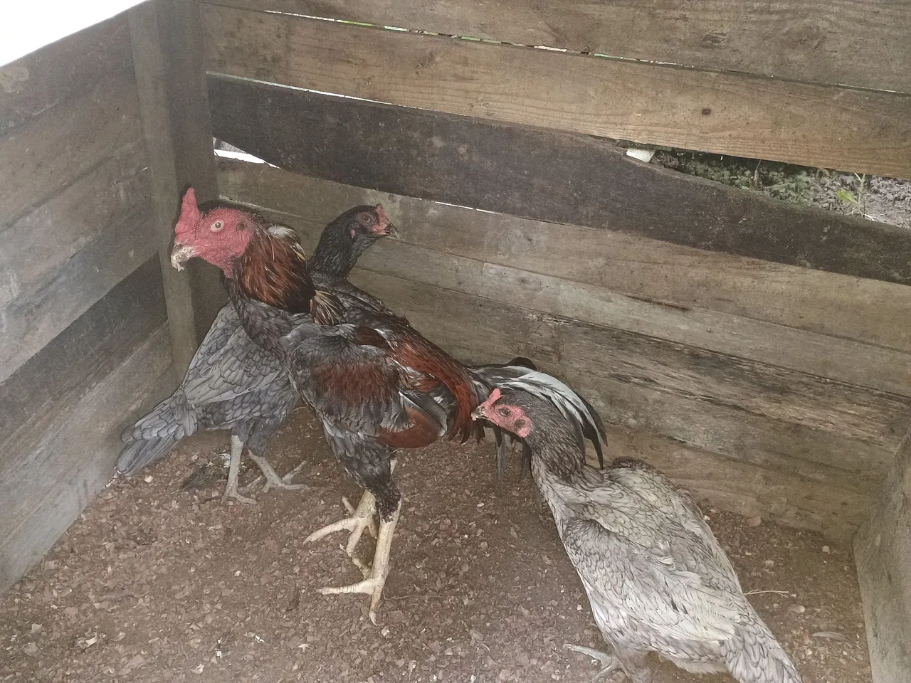 Galos de Raça - Lindos e Fortes!