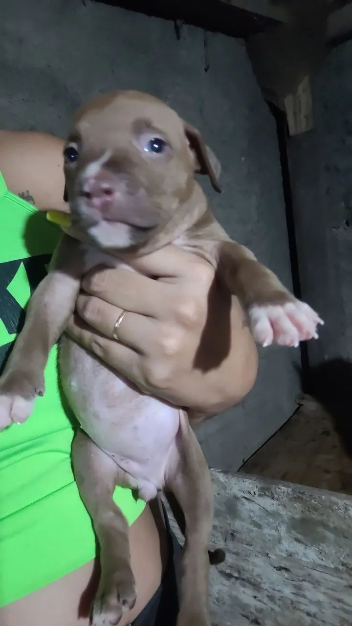 Filhote de Pitbull - Disponível - Foto 3