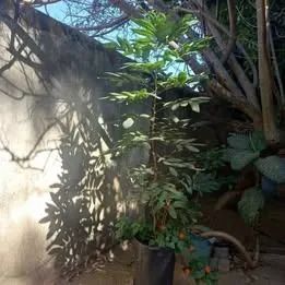 LONGAN FRUTIFERA COM 1,5M RETIRAR EM SOBRADINHO - Foto 3