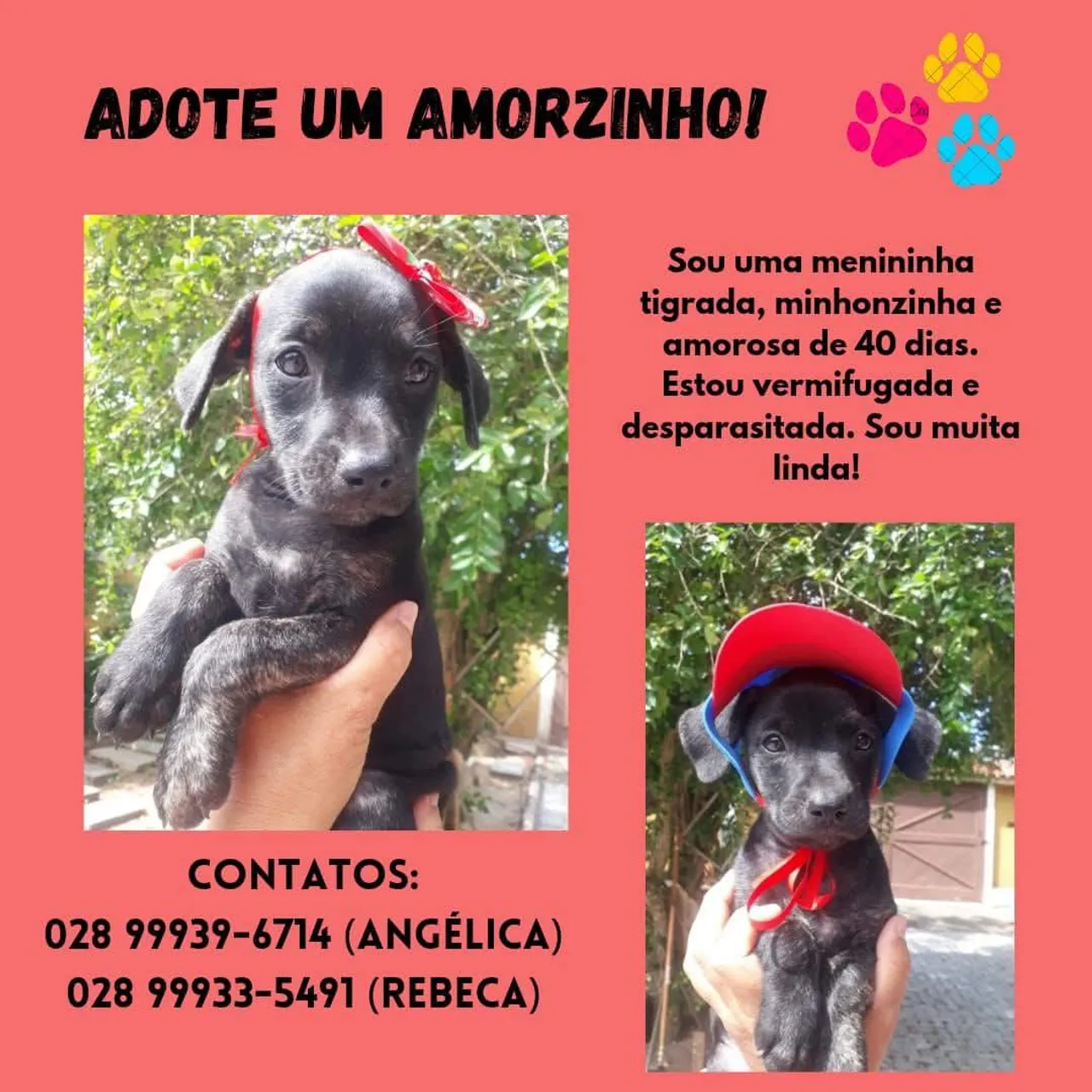 Filhotes de cachorro para adoção!