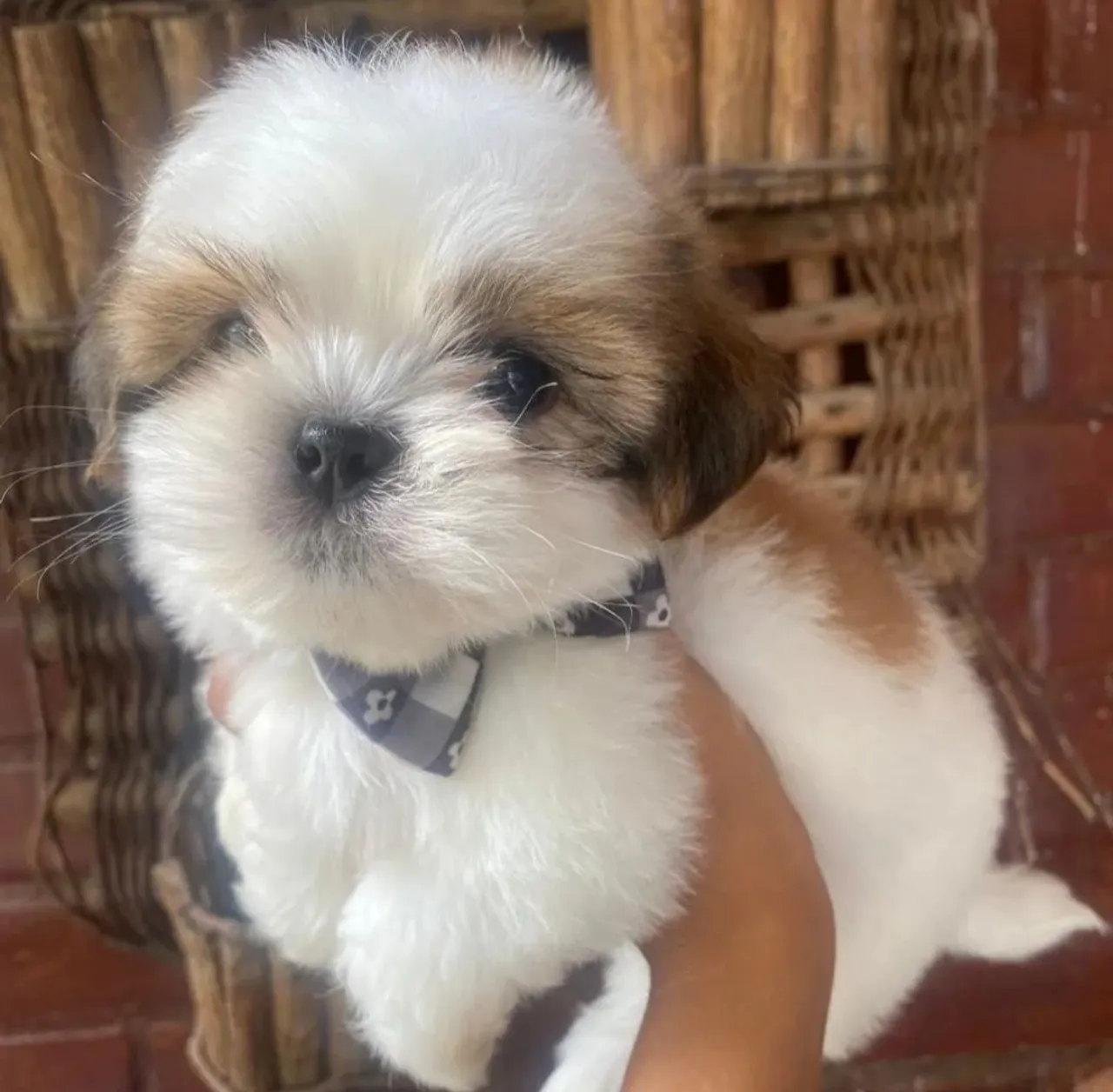 Filhote Shih Tzu mine lindos e fofinhos