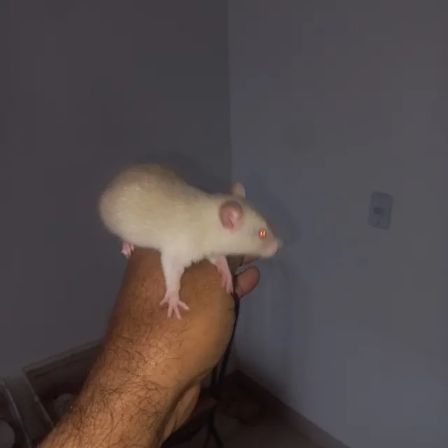 Rato Twister
