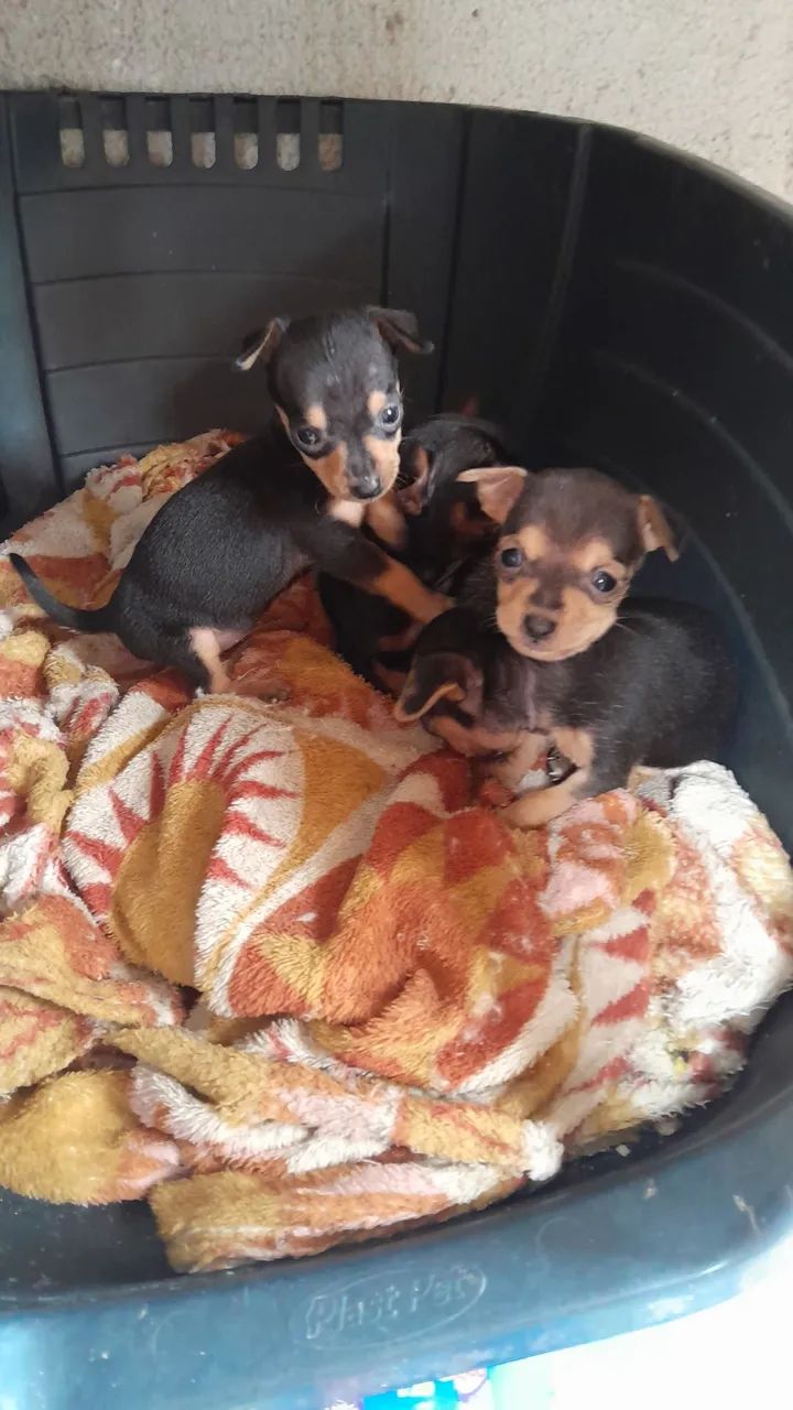 Filhote macho de Pinscher Miniatura - Foto 3