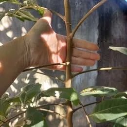 LONGAN FRUTIFERA COM 1,5M RETIRAR EM SOBRADINHO - Foto 5