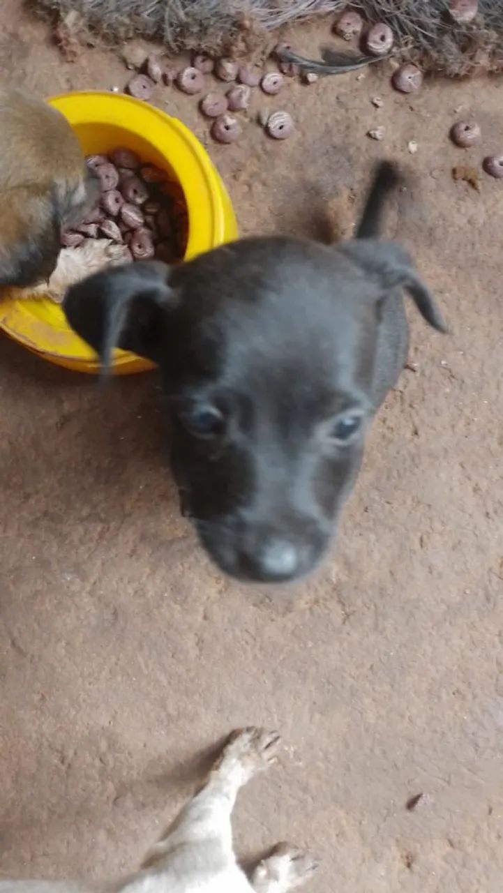 Doação porte pequeno  - Foto 4