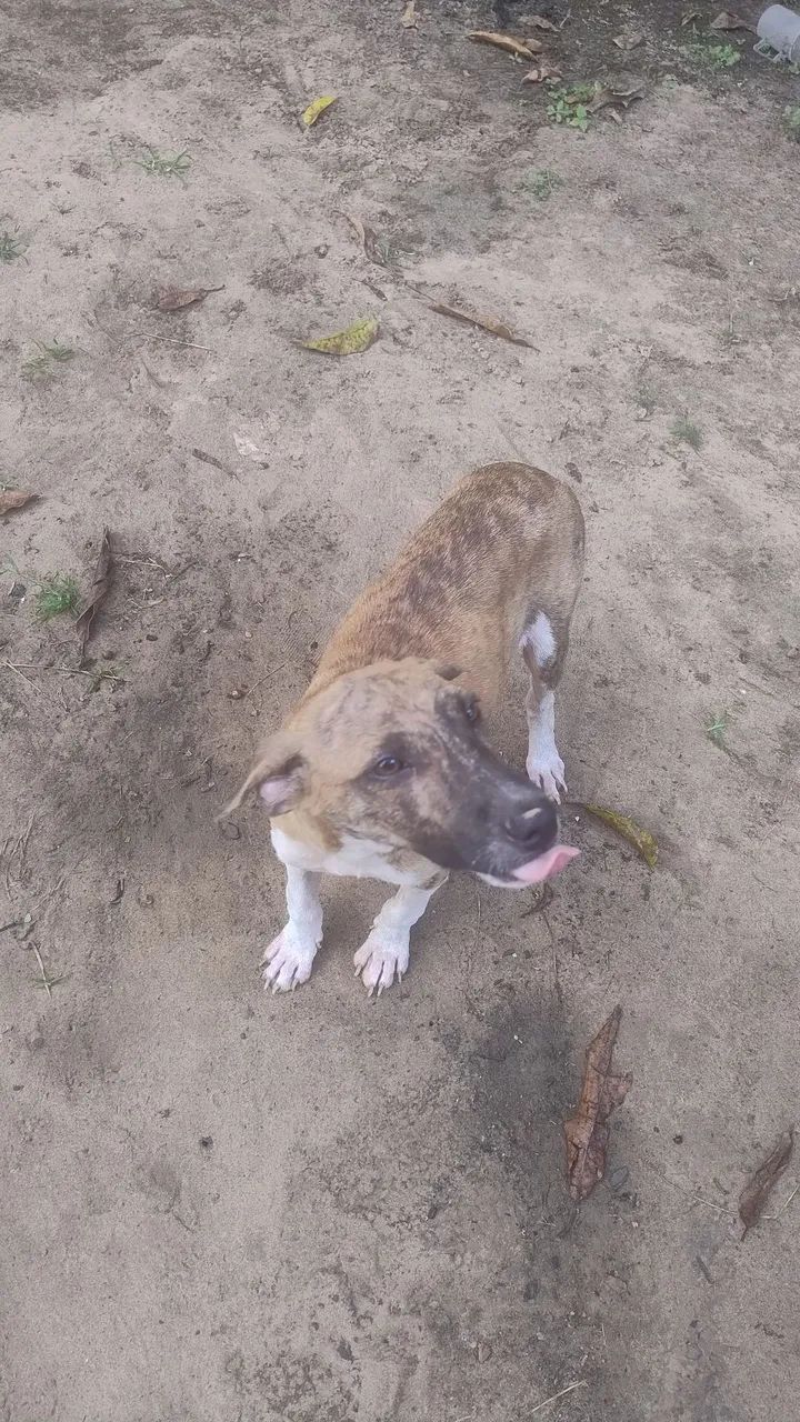 Adoção  - Foto 2