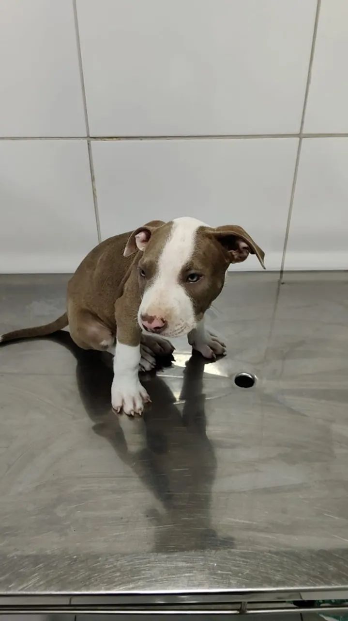 Pitbull 2 meses