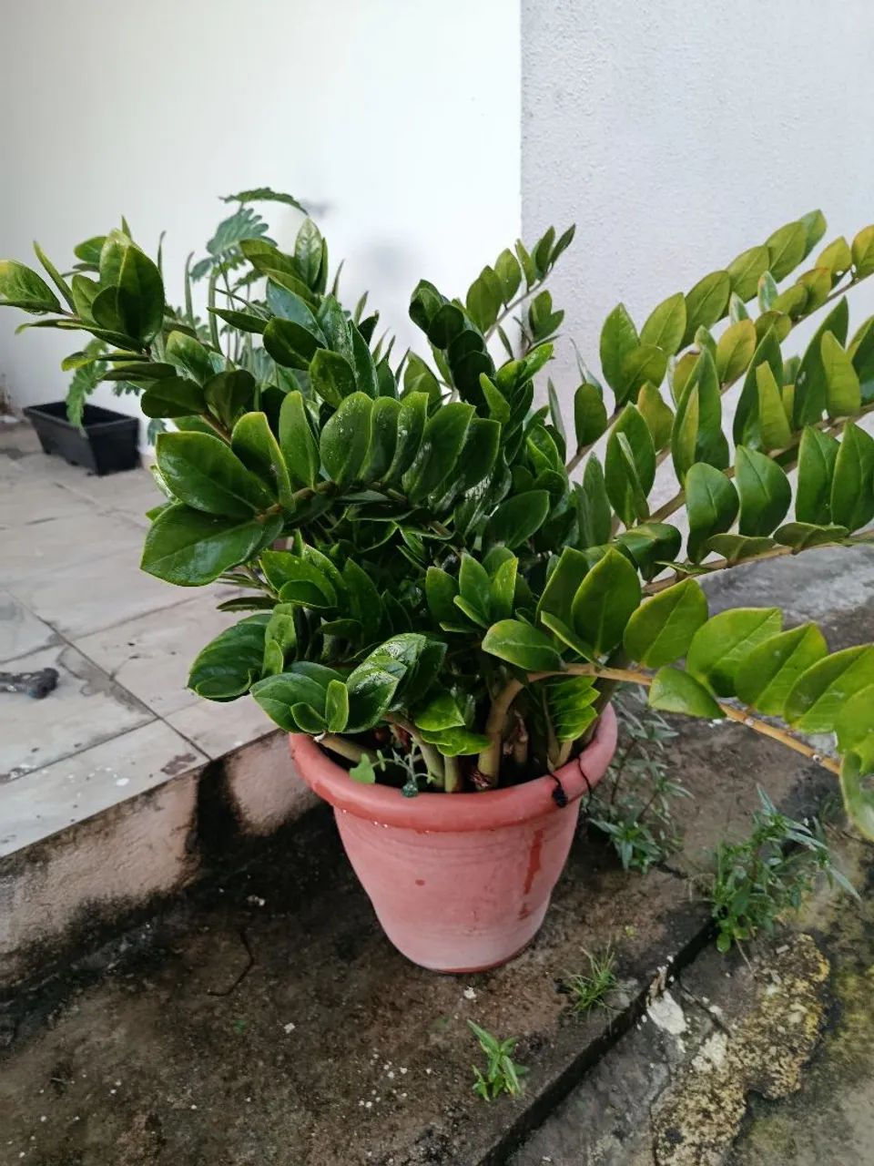 Zamioculca Grande e Muito Bem Formada