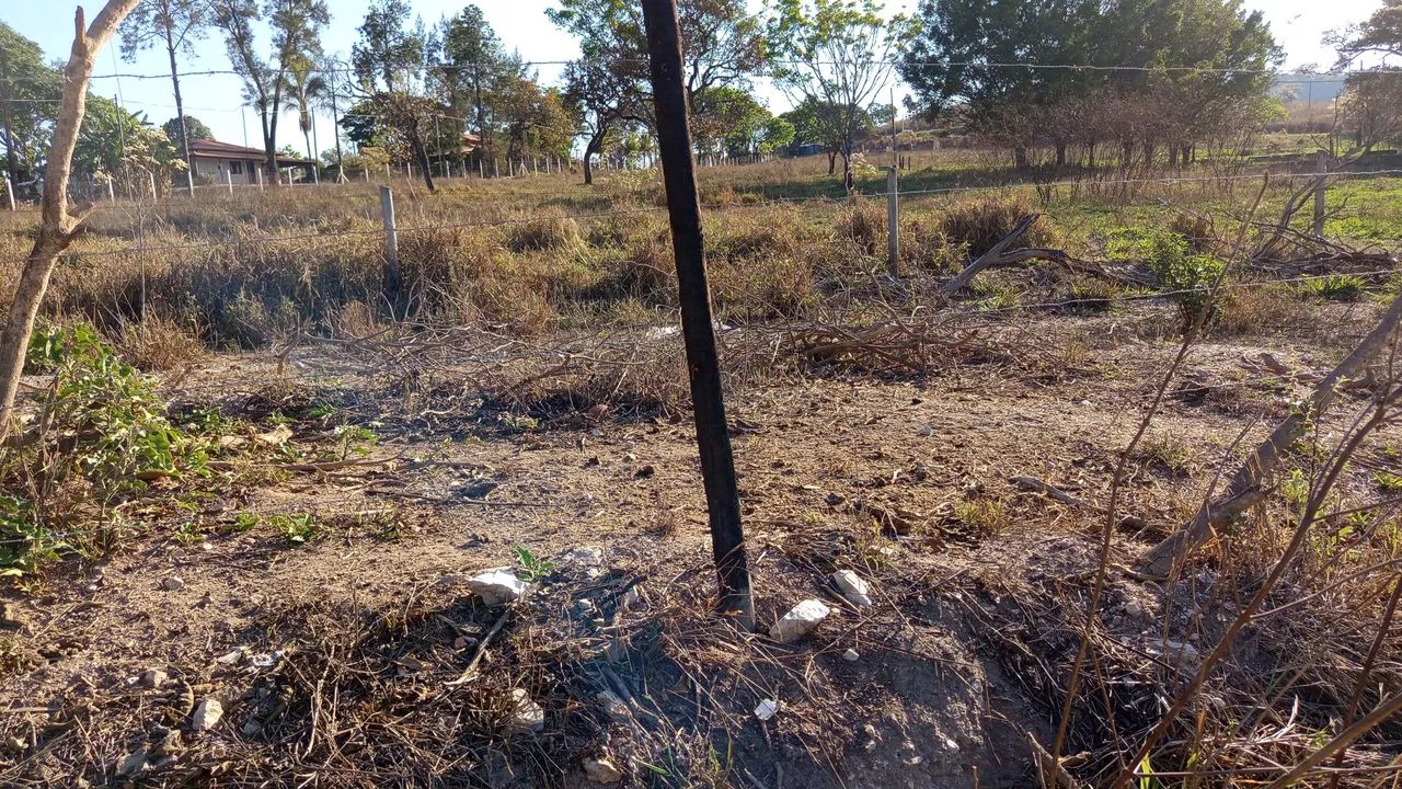 Vendo um boi Gil média 20 @  valor 7000 - Foto 6