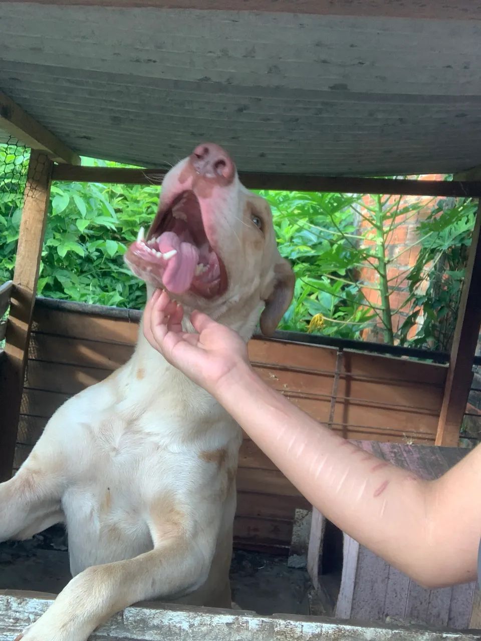 Doação  - Foto 2