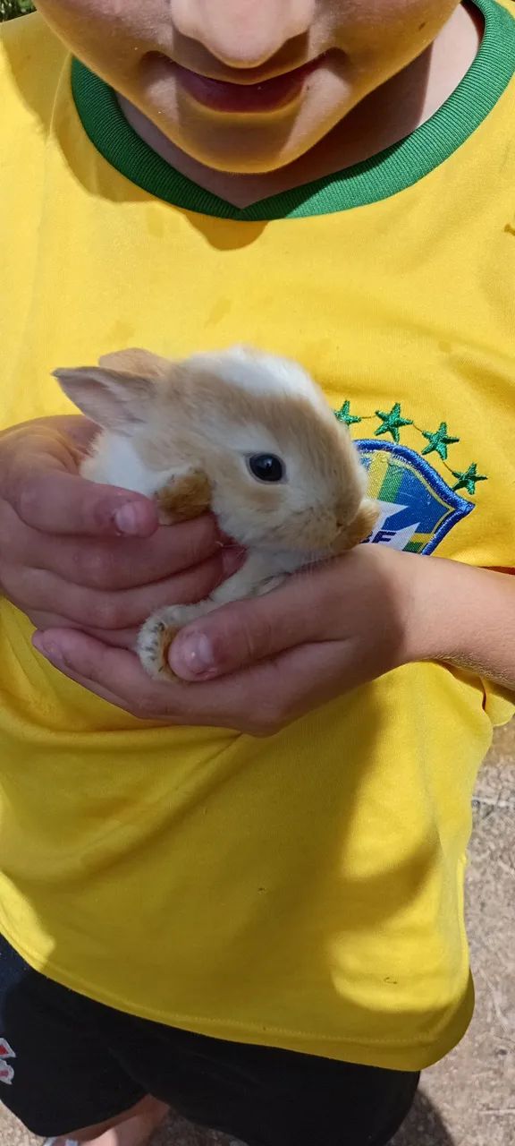Vendo coelho - Foto 2