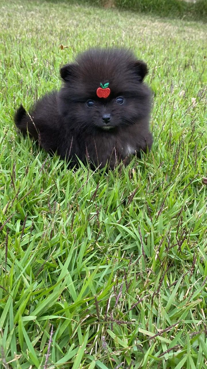 Lulu da Pomerania Black com pedigree CBKC  - Foto 5