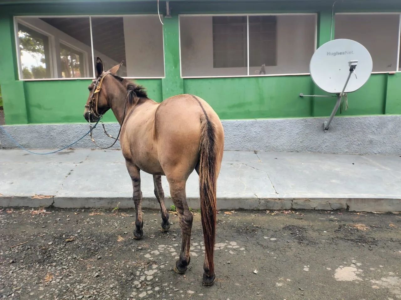 Burro - Foto 2
