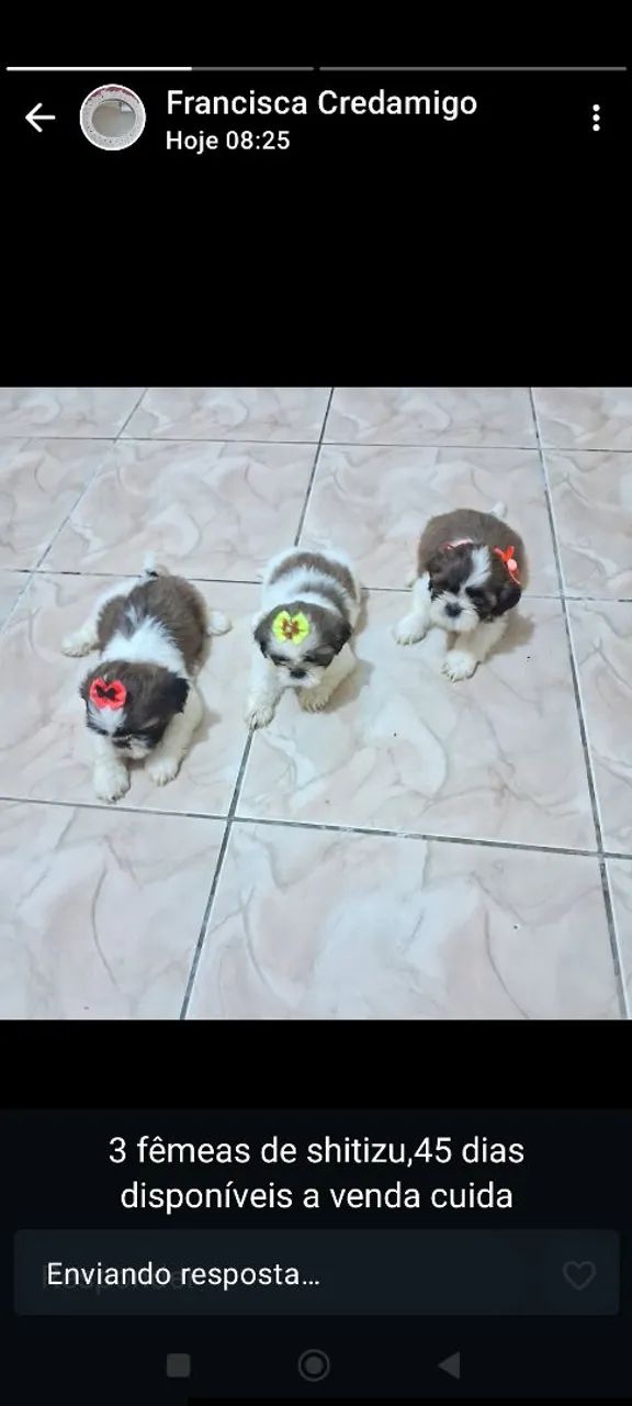 Lindos pets filhotes de Shitzu 