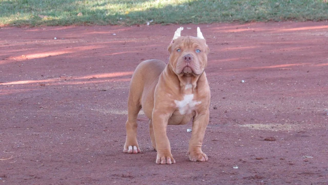 Filhote de Pit Monster 